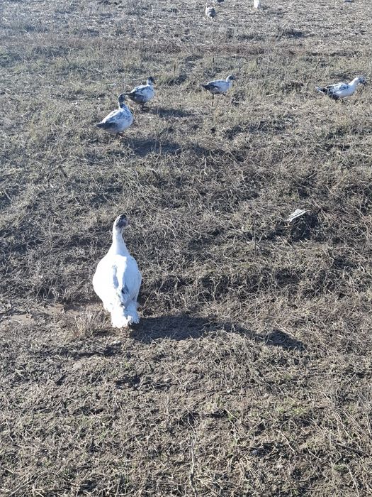 Rate lesesti sau mute