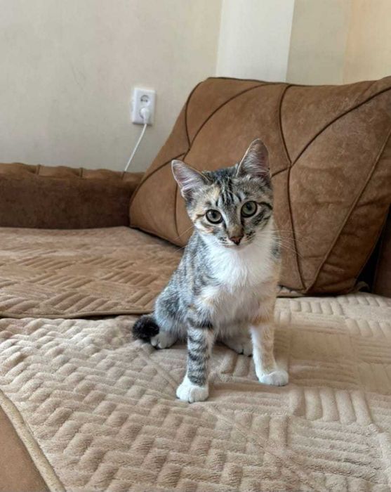 Отдам котенка в хорошие руки