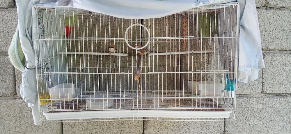 Продам Амадины попугаи