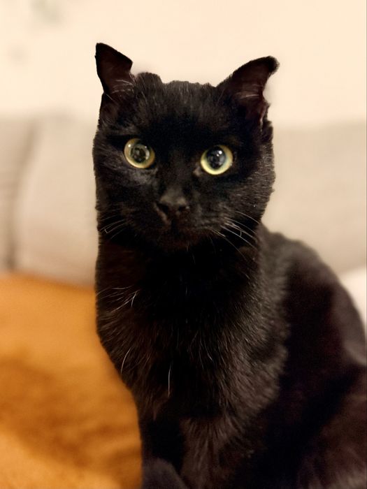 Кошка (4-5 мес) ищет дом