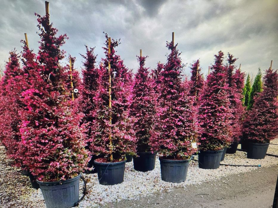 Aucuba Japonica , Criptomenia , Ienupar tarator, Azaleea  Salcam brazi