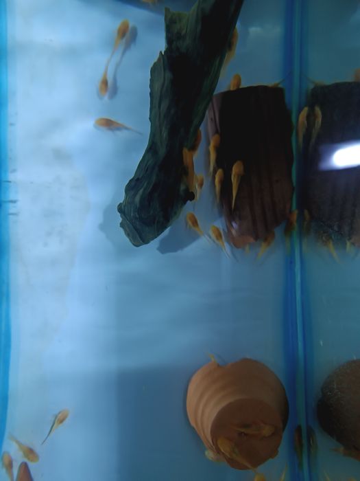 Меченосцы , Моллинезии, Гуппи ,Анциструсы.