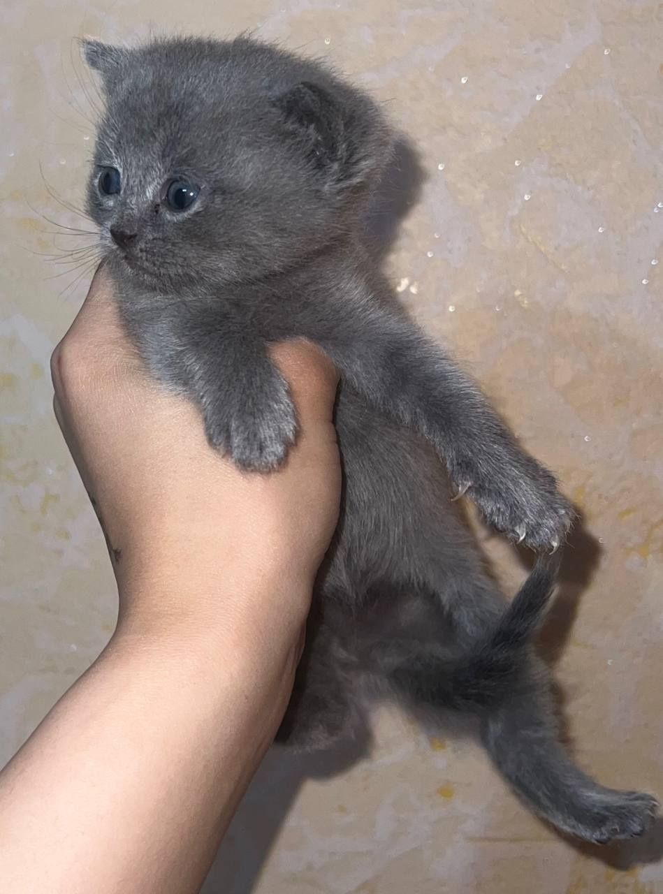 котята скоттиш фолд и страйт