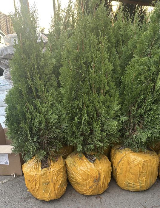 Туя Смарагд 1 метр, 1,5м, 2м