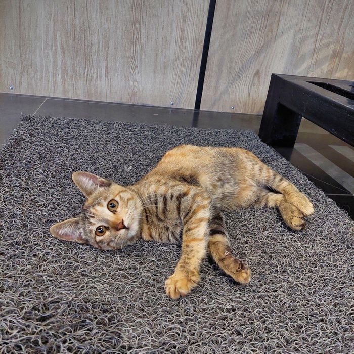 Кошку дадим в надежные руки ей 6-7 месяцев