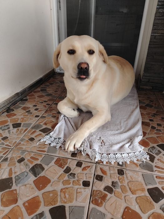 Labrador femelă, pentru adopție