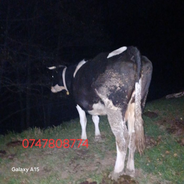 Vand vaca buna de lapte