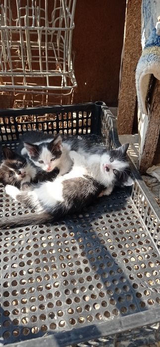 Котята маленькие,45 дней.