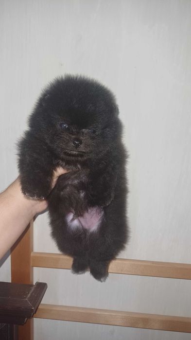 Померанский Шпиц