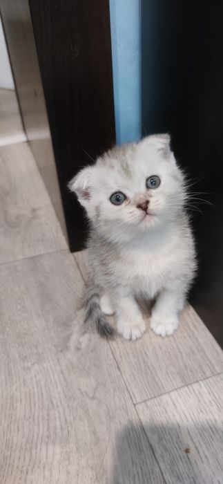 Котята породы Скоттиш-фолд.