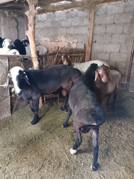 Zotdor qoʻzilar alohida parvarish qilingan.Srochno motivation.