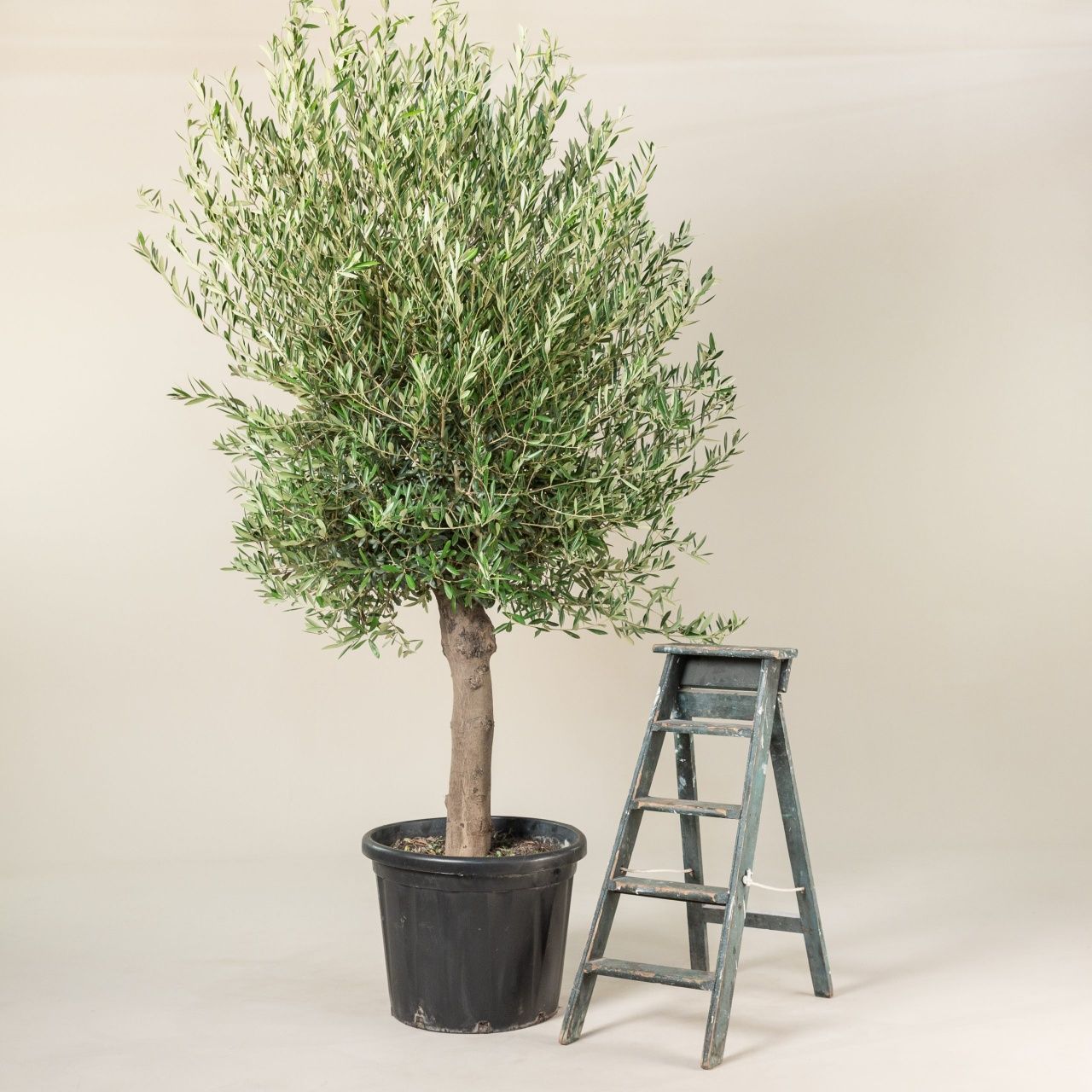 Bonsai din maslin, olea europaea 2m - 3m