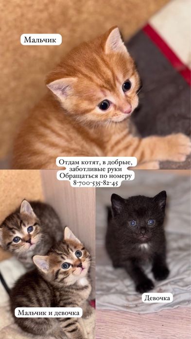 Отдам котят бесплатно