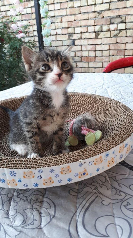 Котята в добрые руки!