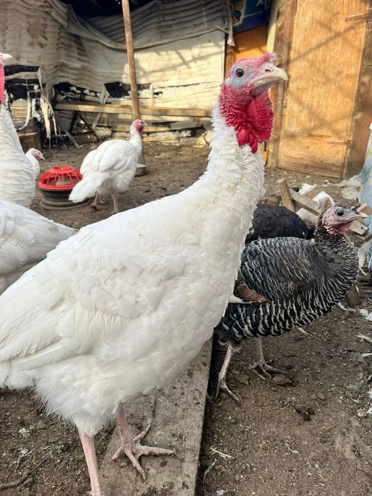 Продам индюков домашние