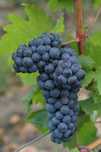 Vita de vie nobila de vin 19 soiuri