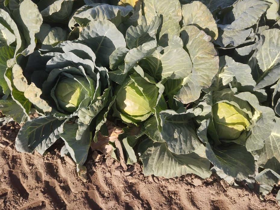 Продавам Зеле-ЕРГЕНСКО.