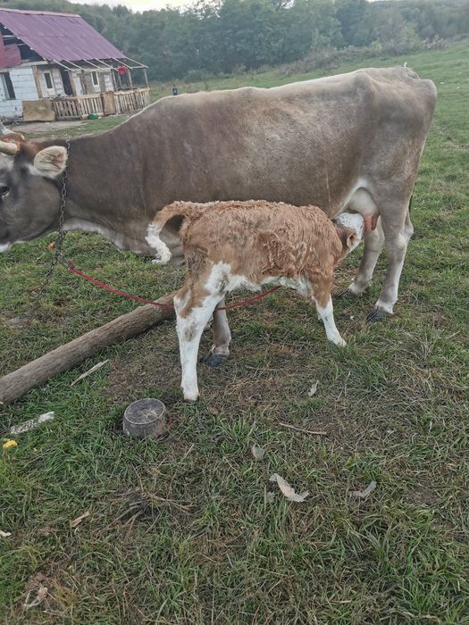 Vand vaca buna de lapte si vitica