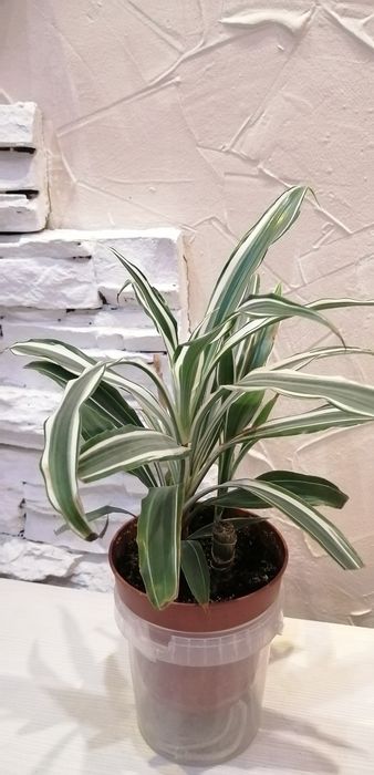 Продам комнатную драцену,