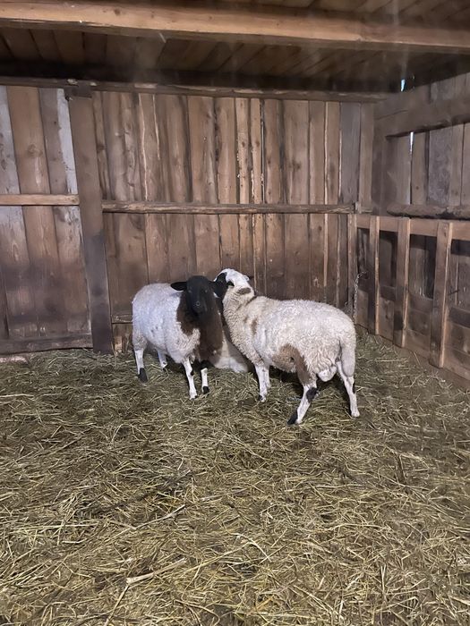 De vanzare o pereche de miei dorper