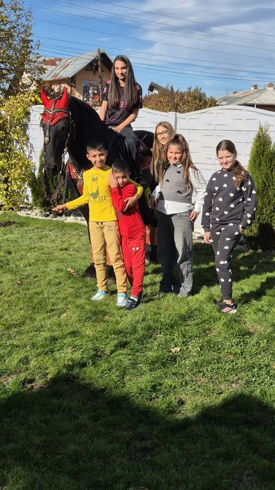 Armasar friesian pt copii- cal de scoala