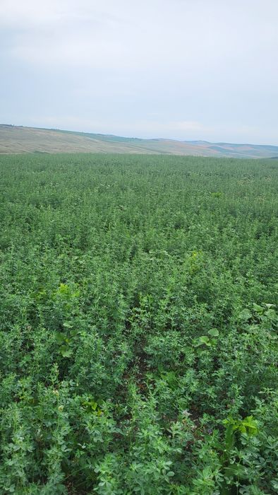 Teren Horlești/Rediu