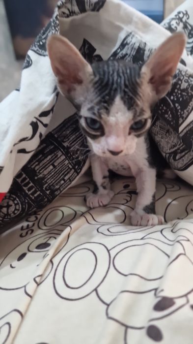 Продам котёнка сфинкса