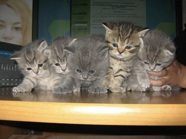 Британские плюшевые котята