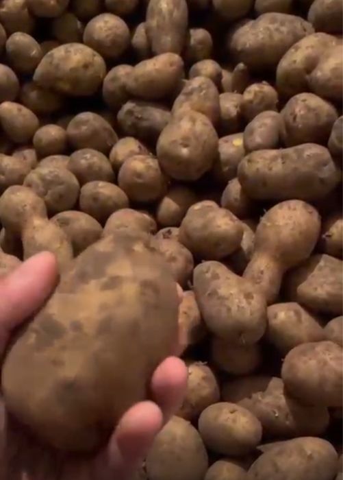 Картошка из Павлодара