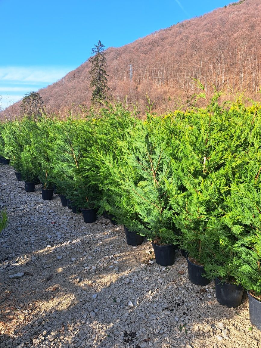 Copaci ornamentali Mesteacan Tei Platani Paltini Catalpa