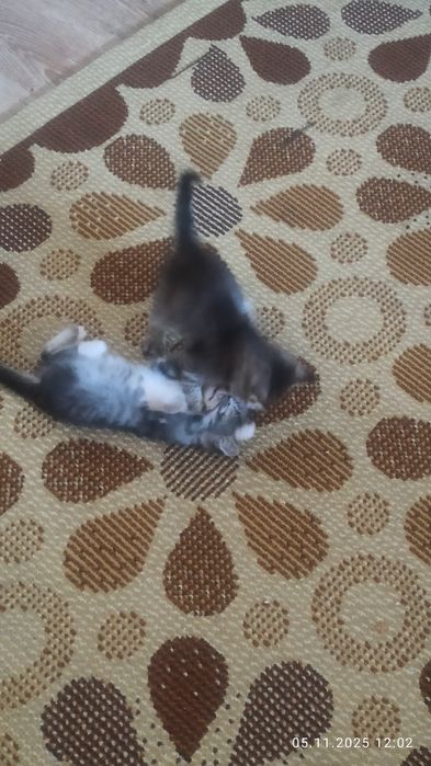 Отдадим в хорошие руки