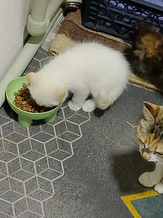 Бесплатно котята