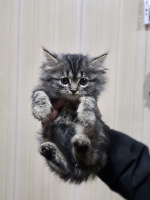 Срочно очень красивые котята!