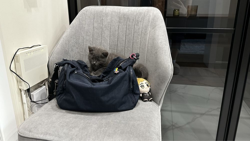 котята 2 мес в добрые руки
