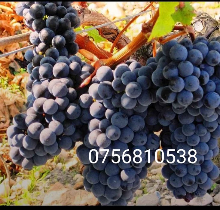 Struguri de vin cea mai bună calitate doar pentru tine