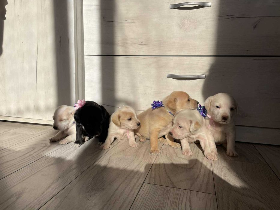 Продават се кокер шпаньол