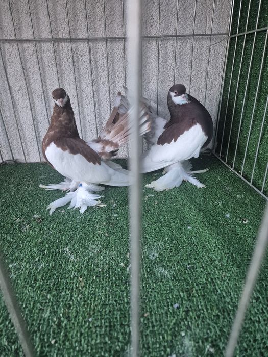 Porumbei jucator de volga