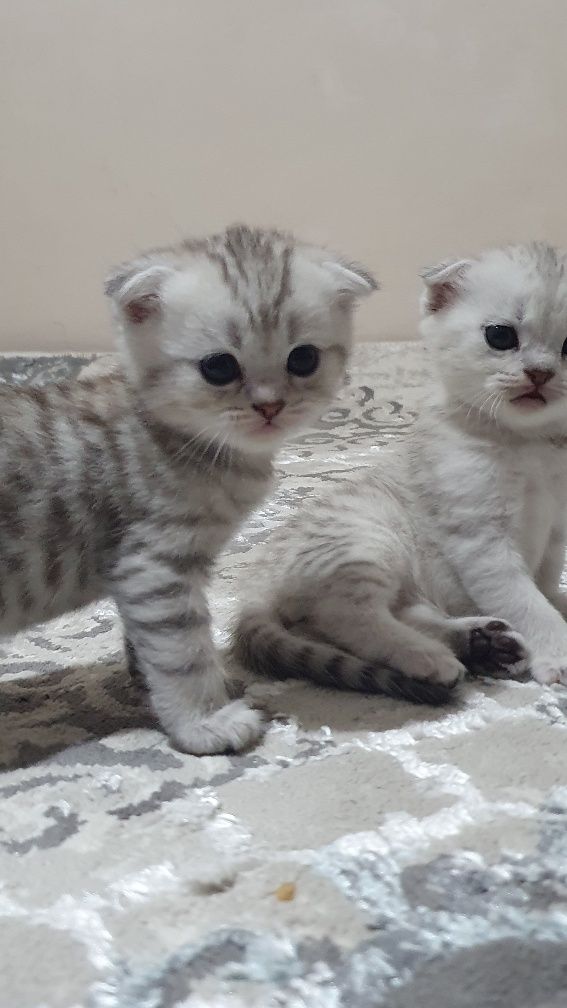 Элитные шотландские котята шиншилла