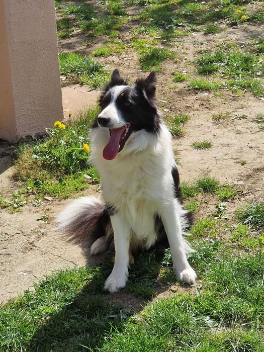 Vand pui Border Collie