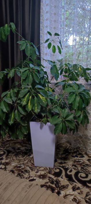 Домашнее растение