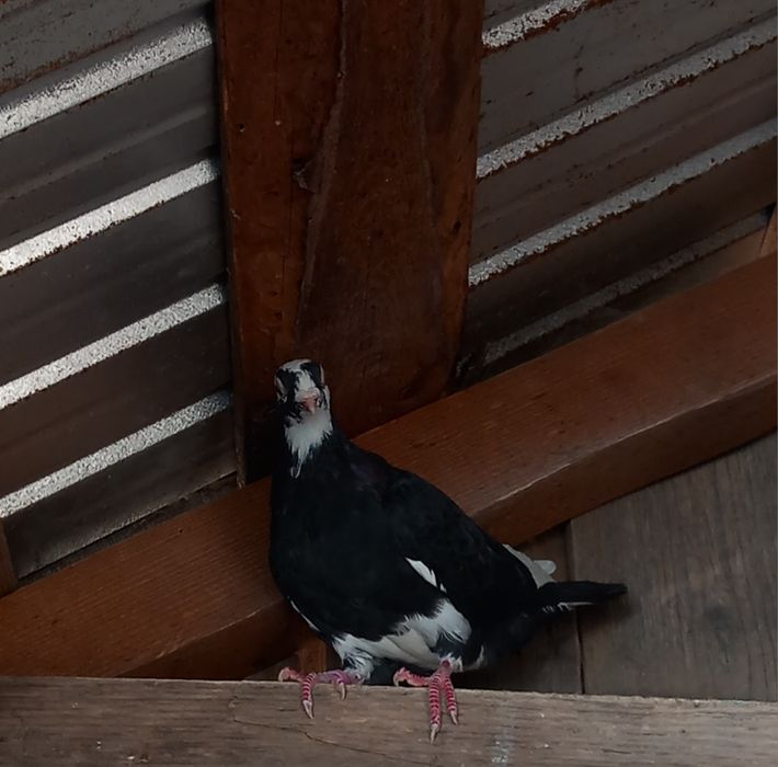 Vând femele deosebite