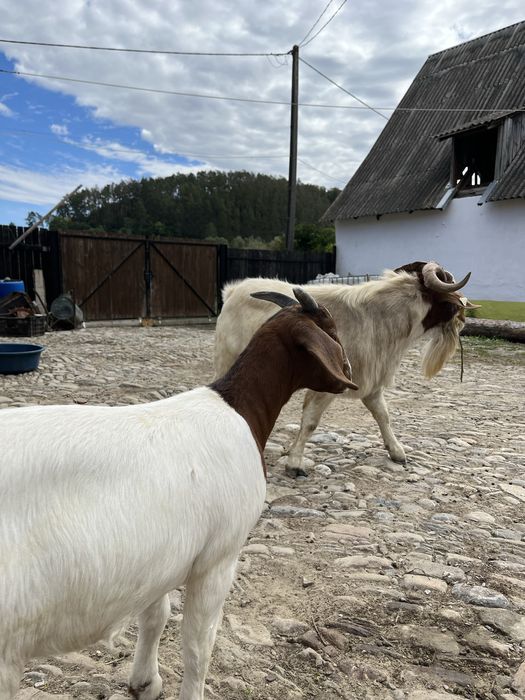 Tap  Boer  deosebit de frumos