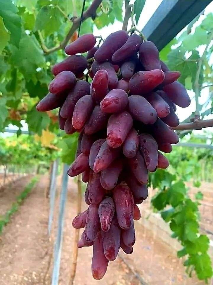 Vita de vie Velyur la ghiveci