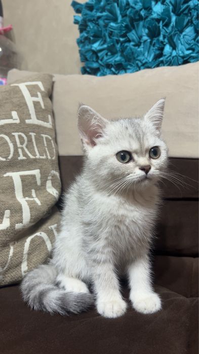 Британска чистокръвна сребърна чинчила