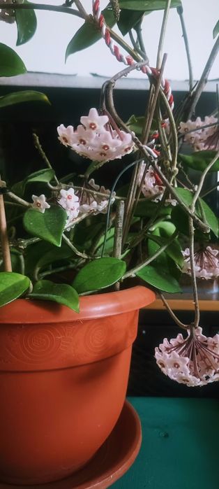 Hoya carnosa - planta de interior, cu inflorire anterioara