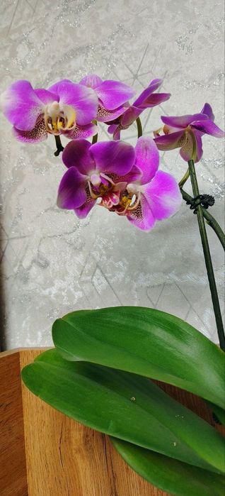 Продам Орхидеи Phalaenopsis