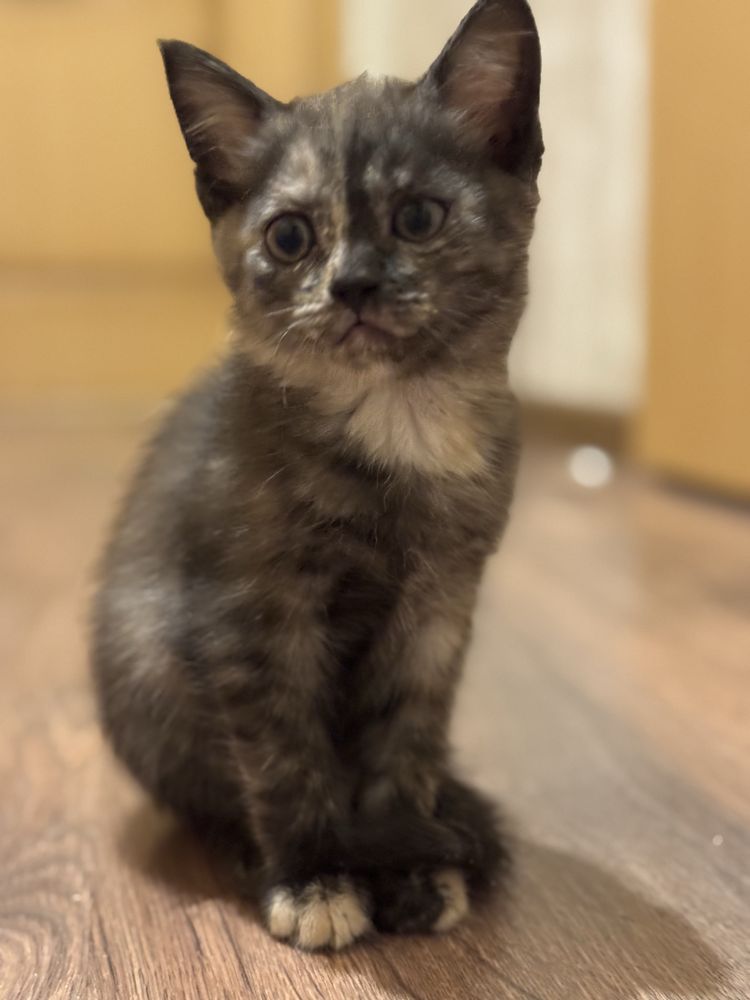 Котята, котенок. Отдам котят
