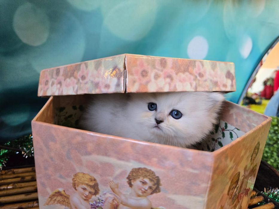 Британски дългокосмести котенца