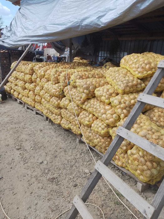 Ceapa galbena kg