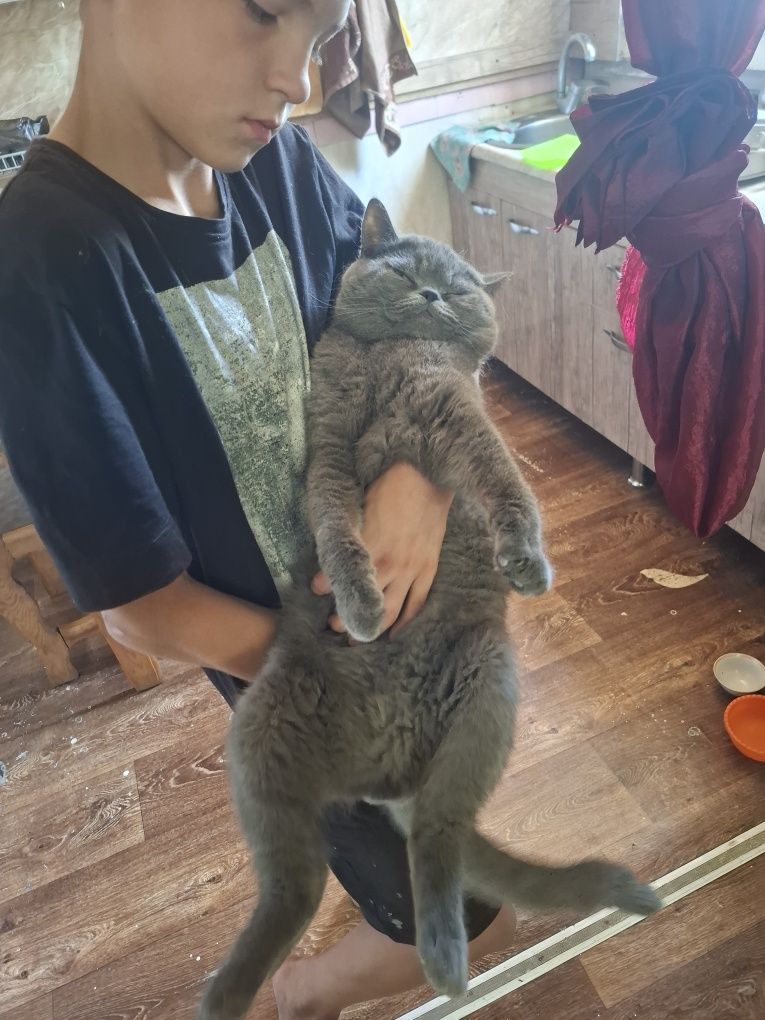 Нужна вязка чиста кровные страйт кот